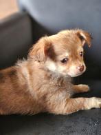 Chihuahua pup s .1 teef 2 reu .mag verhuizen ., Dieren en Toebehoren, Honden | Chihuahua's en Gezelschapshonden, 8 tot 15 weken