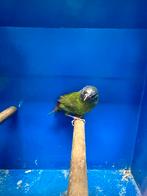 1-1 Driekleur Papegaai Amadine, Dieren en Toebehoren, Vogels | Overige Vogels, Meerdere dieren, Tropenvogel