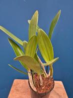 Orchidee Cattleya Green Genius p12, Huis en Inrichting, Kamerplanten, Ophalen of Verzenden, Halfschaduw, Minder dan 100 cm