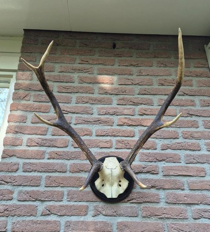 Mooi Edelhert Gewei Jacht Trofee Mancave Jacht Hut c92, Verzamelen, Dierenverzamelingen, Gebruikt, Gewei of Kop, Hert, Ophalen