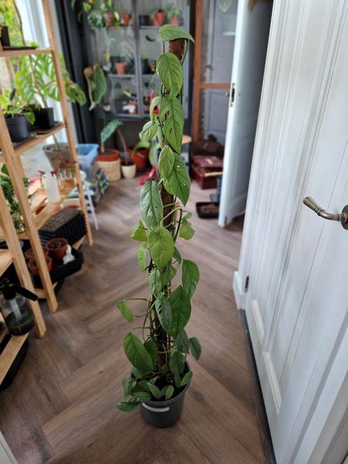 Epipremnum Pinnatum Cebu Blue op mospaal 135 cm hoog, Huis en Inrichting, Kamerplanten, Ophalen