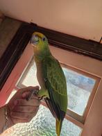 Amazone bodini papegaai, Dieren en Toebehoren, Vogels | Parkieten en Papegaaien, Mannelijk, Papegaai, Geringd