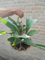 Hertshoorn - Platycerium, Ophalen, Overige soorten, Halfschaduw, Minder dan 100 cm