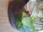 Lever mos aquarium, Dieren en Toebehoren, Ophalen, Nieuw, Plant(en), Steen of Hout