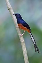 Koppel schama lijsters geringd 2024, Dieren en Toebehoren, Vogels | Overige Vogels, Meerdere dieren, Tropenvogel, Geringd