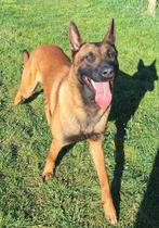 Mechelse herder staat ter dekking, Reu, 1 tot 2 jaar, Eén hond, Herder