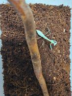 Hierodula Membranacea Grote aziatische bidsprinkhaan, Dieren en Toebehoren, Insecten en Spinnen, Overige soorten