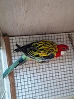 Pracht rosella, Dieren en Toebehoren, Mannelijk, Parkiet