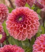 Dahlia Daisy Duke, Tuin en Terras, Bloembollen en Zaden, Ophalen of Verzenden, Volle zon, Knol