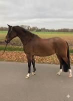 Sport Pony New Forest D-pony, Dieren en Toebehoren, Gechipt, Ruin, Zadelmak, 11 jaar of ouder