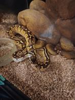 0.1 pastel koningspython (python regius), Dieren en Toebehoren, Reptielen en Amfibieën, Slang, 0 tot 2 jaar