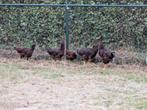 Rhode Island Red hanen, Dieren en Toebehoren, Pluimvee, Mannelijk, Kip