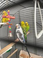 Vogels parkieten, Dieren en Toebehoren, Vogels | Parkieten en Papegaaien, Meerdere dieren, Parkiet