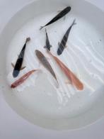 Mooi visjes, Dieren en Toebehoren, Vissen | Vijvervissen, Karper of Koi