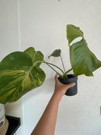 Monstera mint variegata large form, Overige soorten, Minder dan 100 cm, Ophalen of Verzenden, Halfschaduw