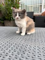 Noorse Boskat Europese korthaar kittens, Dieren en Toebehoren, Poes