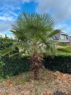 prachtige Trachycarpus fortunei palm (Chinese waaierpalm), Tuin en Terras, 100 tot 250 cm, Zomer, Palmboom, Ophalen