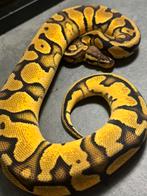 Python regius morphs koningspython, Dieren en Toebehoren, Reptielen en Amfibieën, Slang, Tam, 0 tot 2 jaar