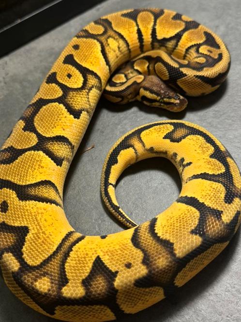 Python regius morphs koningspython, Dieren en Toebehoren, Reptielen en Amfibieën, Slang, 0 tot 2 jaar, Tam