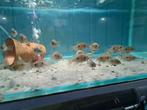 Green Terror Cichliden, Aequidens Rivulatus, Dieren en Toebehoren, Vissen | Aquariumvissen, Vis, Zoetwatervis