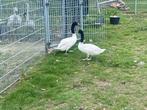 Zwarthalszwanen, Dieren en Toebehoren, Pluimvee, Meerdere dieren, Gans of Zwaan
