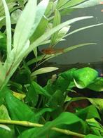 Vuurtetra, Dieren en Toebehoren, Vissen | Aquariumvissen, Vis