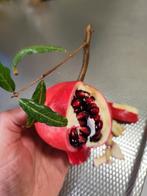 Granaatappel, 0 tot 2 jaar