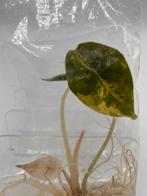 Alocasia Azlanii Aurea variegata TC Tissue culture planten, Huis en Inrichting, Kamerplanten, Ophalen of Verzenden