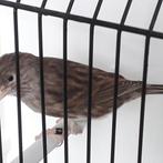 kanaries bruin, Dieren en Toebehoren, Vogels | Kanaries, Mannelijk, Kleurkanarie