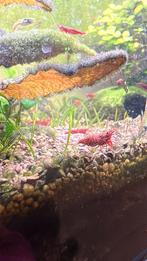 Red Fire Neocaradina Garnalen - Goede Kwaliteit, Kreeft, Krab of Garnaal