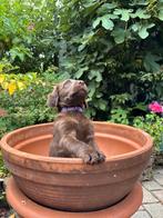 8 Schattige Labradoodle Pups nog 1 reutje en 1 teefje, Dieren en Toebehoren, Overige rassen, 8 tot 15 weken, Meerdere, Meerdere dieren