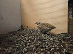 Koppel europese kwartel, Dieren en Toebehoren, Vogels | Overige Vogels, Meerdere dieren, Tropenvogel