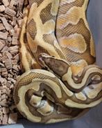 Koningspython/ballpython, Slang, 0 tot 2 jaar