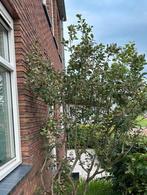 Wilg boom struik, Ophalen, Volle zon, Overige soorten