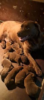 Super mooie bruine labrador pups uit  zeer goede afstamming, Parvo, 8 tot 15 weken, Labrador retriever, Meerdere dieren