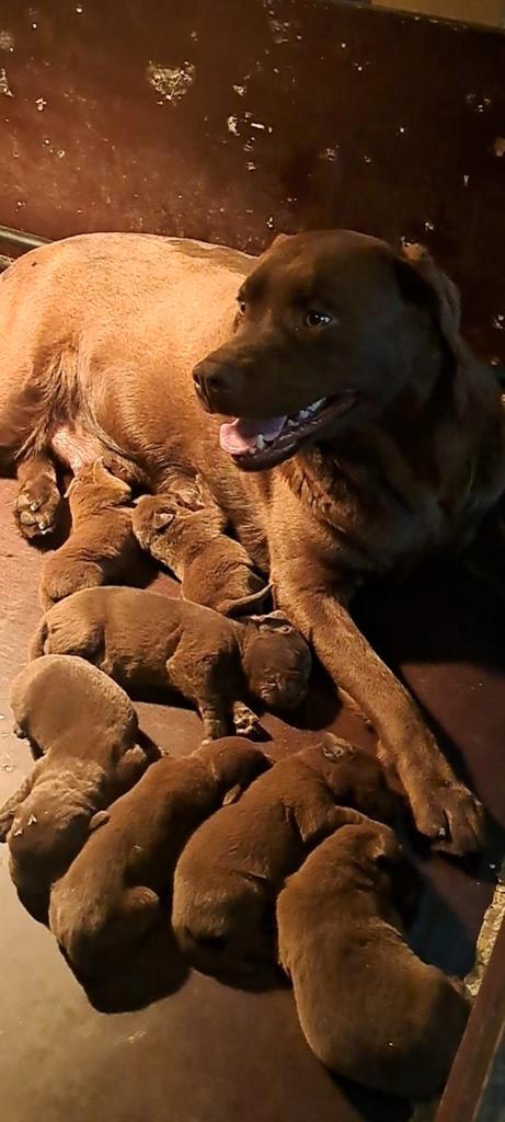 Nog 3 chocolade bruine labrador pups  uit geteste ouders, Dieren en Toebehoren, Honden | Retrievers, Spaniëls en Waterhonden, Meerdere dieren