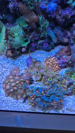 Verschillende koralen te koop, Overige typen