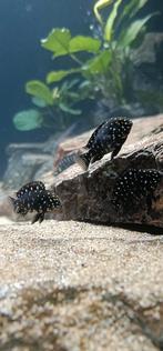 Tropheus dubiosi maswa jongen, Dieren en Toebehoren, Vis