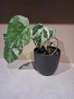 Monstera marbled variegata, Ophalen of Verzenden, Halfschaduw, Minder dan 100 cm