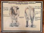 Schoolplaat koe, Antiek en Kunst, Antiek | Schoolplaten, Ophalen, Natuur en Biologie