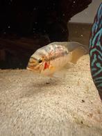 Koppel Krobia Xinguensis - Zuid Amerikaanse Cichliden, Dieren en Toebehoren, Vissen | Aquariumvissen, Vis