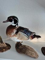 Opgezette carolina eend, Verzamelen, Dierenverzamelingen, Ophalen of Verzenden, Vogel, Opgezet dier