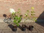 Hortensia pluimhortensia, Tuin en Terras, Planten | Tuinplanten, Vaste plant, Halfschaduw, Zomer, Ophalen