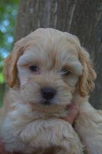 Mooie Maltipoo pups, Overige rassen, CDV (hondenziekte), 8 tot 15 weken, Meerdere dieren