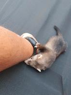 Te koop fretten pup moertje, Dieren en Toebehoren, Overige Dieren, Mei, Vrouwelijk
