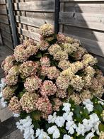 Prachtige Hortensia voor uw tuin!, Tuin en Terras, Planten | Tuinplanten, Vaste plant, Halfschaduw, Zomer, Ophalen