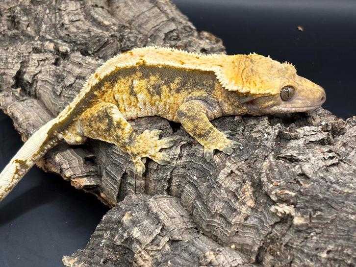 Correlophus ciliatus - Wimpergekko