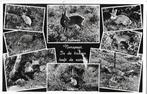 Nunspeet in de bossen oude gelopen ansichtkaart ( ( 2128 ), Ophalen of Verzenden, 1940 tot 1960, Gelopen, Gelderland