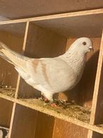 Damascener, Dieren en Toebehoren, Vogels | Duiven, Meerdere dieren