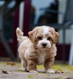 Boompoo pups | Boomer x Toypoedel, Nederland, Overige rassen, CDV (hondenziekte), 8 tot 15 weken